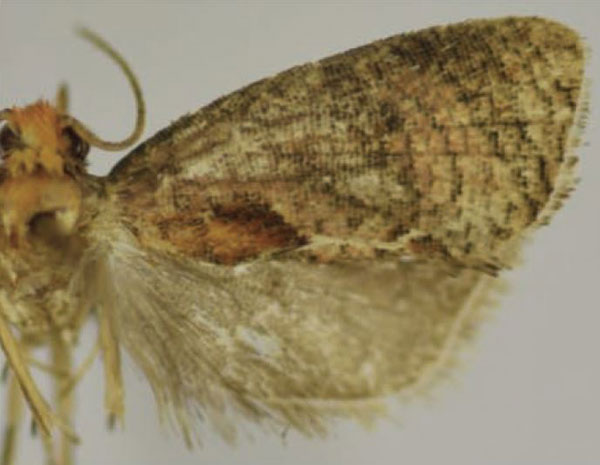 /filer/webapps/moths/media/images/M/machakelana_Thaumatotibia_HT_Trematerra.jpg