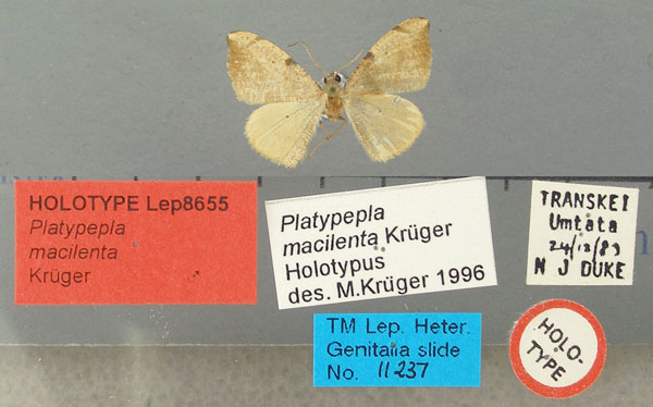 /filer/webapps/moths/media/images/M/macilenta_Platypepla_HT_TMSA.jpg