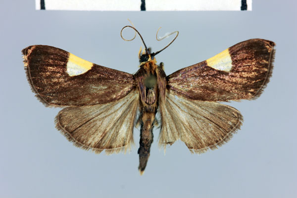 /filer/webapps/moths/media/images/M/macilentalis_Ulopeza_HT_MNHN.jpg