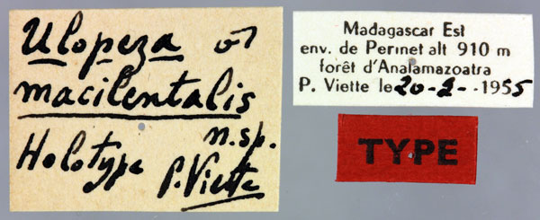 /filer/webapps/moths/media/images/M/macilentalis_Ulopeza_HT_MNHNl.jpg