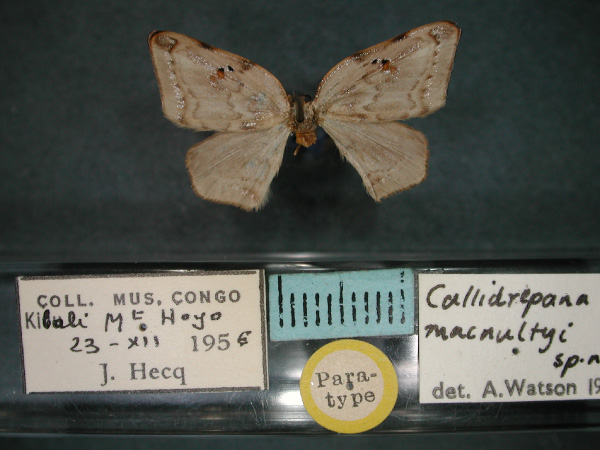 /filer/webapps/moths/media/images/M/macnultyi_Callidrepana_PT_RMCA_01.jpg