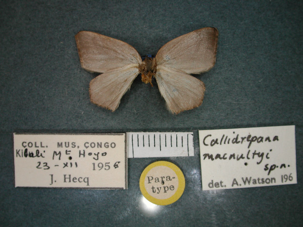 /filer/webapps/moths/media/images/M/macnultyi_Callidrepana_PT_RMCA_02.jpg