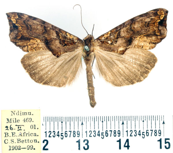 /filer/webapps/moths/media/images/M/macra_Plusiodonta_AM_BMNH.jpg