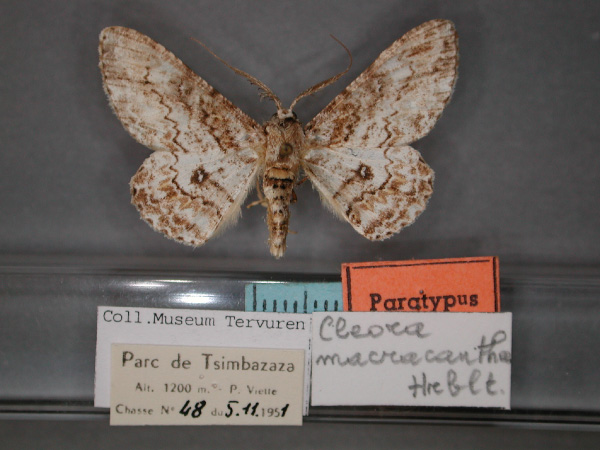 /filer/webapps/moths/media/images/M/macracantha_Cleora_PT_RMCA_01.jpg