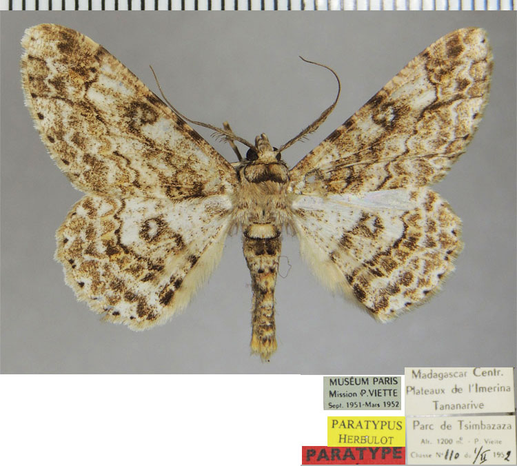 /filer/webapps/moths/media/images/M/macracantha_Neocleora_PTM_ZSMa.jpg