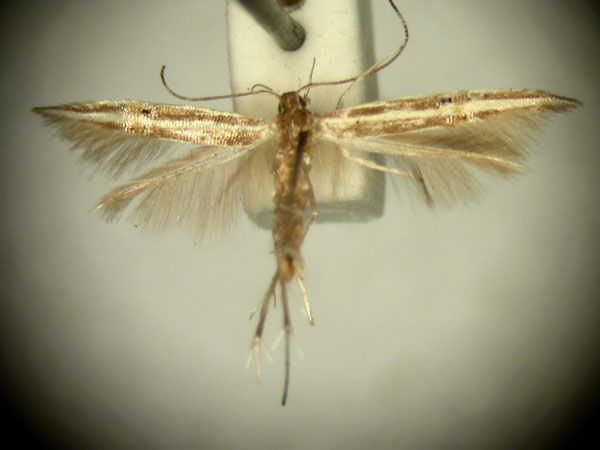 /filer/webapps/moths/media/images/M/macrobela_Labdia_HT2484_TMSA_01.jpg