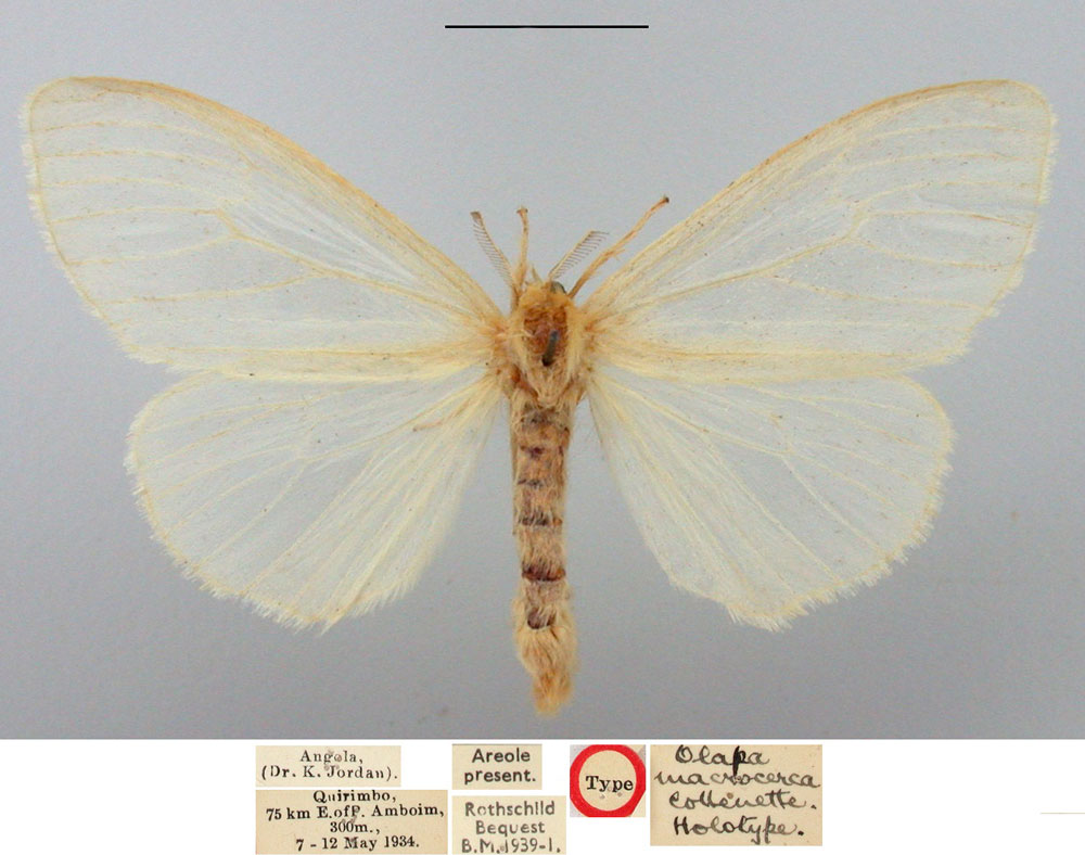 /filer/webapps/moths/media/images/M/macrocerca_Olapa_HT_BMNH.jpg