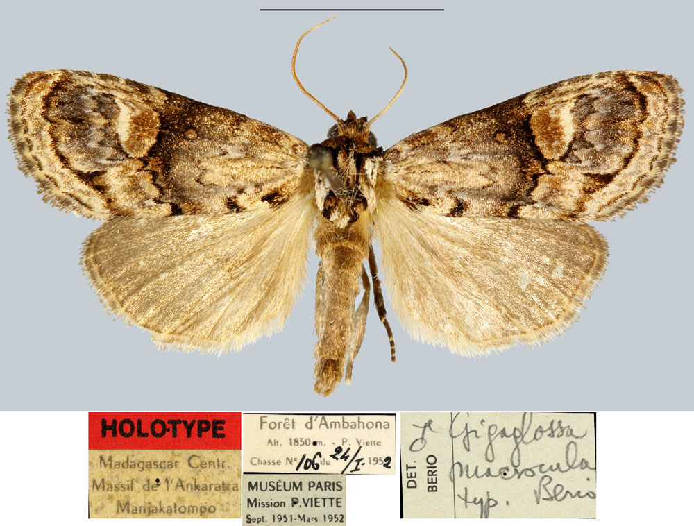 /filer/webapps/moths/media/images/M/macrocula_Gigaglossa_HT_MNHN.jpg