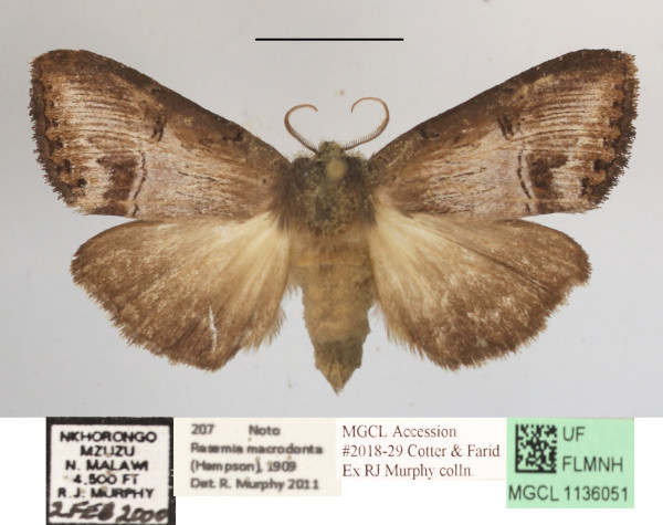 /filer/webapps/moths/media/images/M/macrodonta_Rasemia_AF_MGCLa_03.jpg