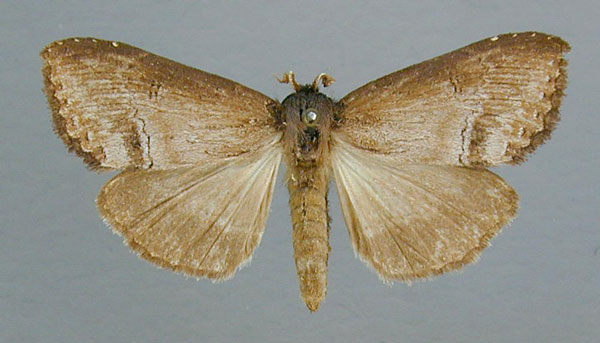 /filer/webapps/moths/media/images/M/macrodonta_Rasemia_AF_RMCA.jpg