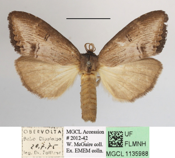 /filer/webapps/moths/media/images/M/macrodonta_Rasemia_AM_MGCLa_01.jpg