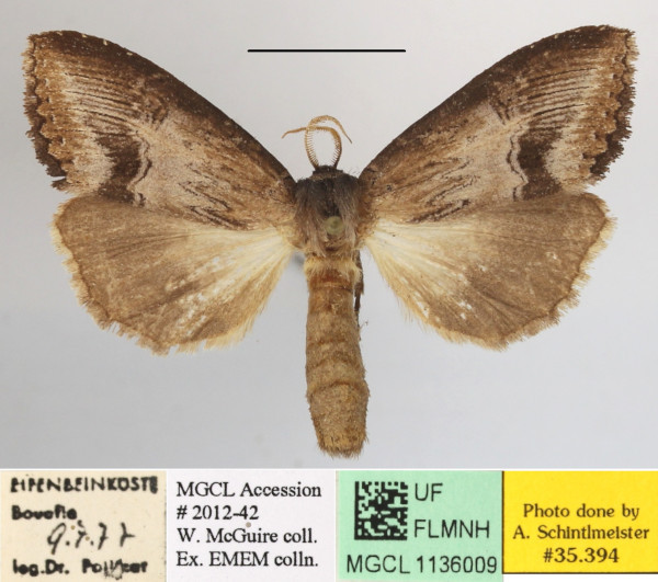 /filer/webapps/moths/media/images/M/macrodonta_Rasemia_AM_MGCLa_02.jpg
