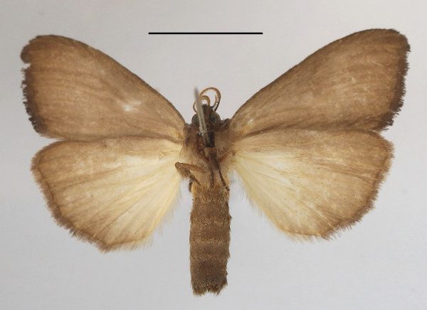 /filer/webapps/moths/media/images/M/macrodonta_Rasemia_AM_MGCLb_01.jpg