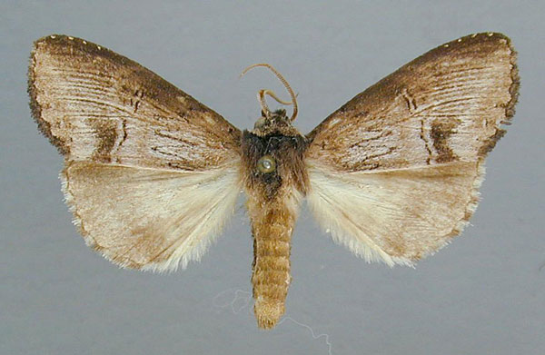 /filer/webapps/moths/media/images/M/macrodonta_Rasemia_AM_RMCA.jpg