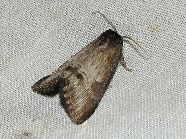 /filer/webapps/moths/media/images/M/macrodonta_Rasemia_A_Goff.jpg