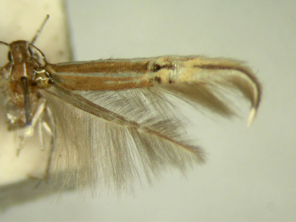 /filer/webapps/moths/media/images/M/macroglossa_Cosmopterix_HT876_TMSA_02.jpg