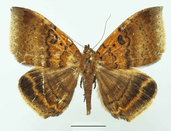 /filer/webapps/moths/media/images/M/macronephra_Achaea_AF_Basquin.jpg