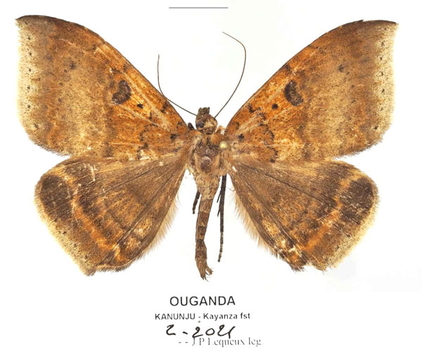 /filer/webapps/moths/media/images/M/macronephra_Achaea_AM_Basquina.jpg