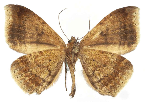 /filer/webapps/moths/media/images/M/macronephra_Achaea_AM_Basquinb.jpg