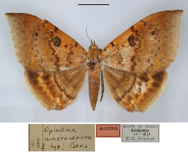 /filer/webapps/moths/media/images/M/macronephra_Achaea_AT_RMCA_01.jpg