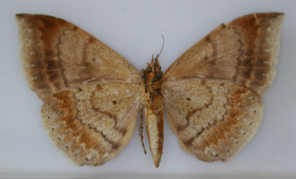 /filer/webapps/moths/media/images/M/macronephra_Achaea_AT_RMCA_02.jpg