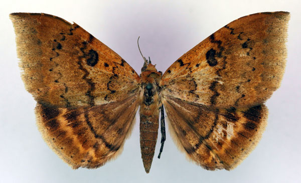 /filer/webapps/moths/media/images/M/macronephra_Achaea_AT_RMCA_03.jpg