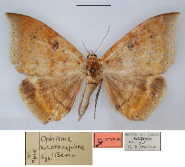 /filer/webapps/moths/media/images/M/macronephra_Achaea_HT_RMCA_01.jpg