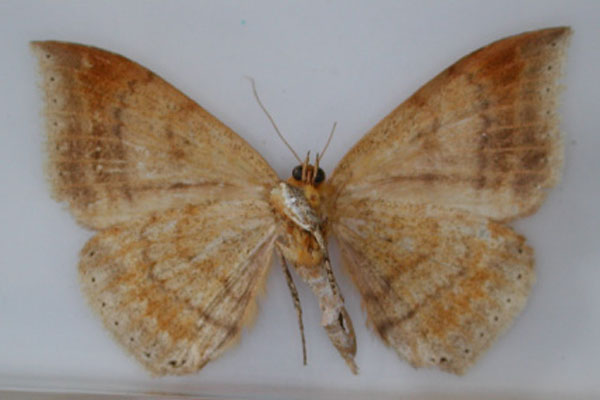/filer/webapps/moths/media/images/M/macronephra_Achaea_HT_RMCA_02.jpg
