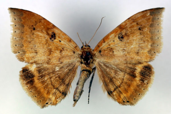 /filer/webapps/moths/media/images/M/macronephra_Achaea_HT_RMCA_03.jpg