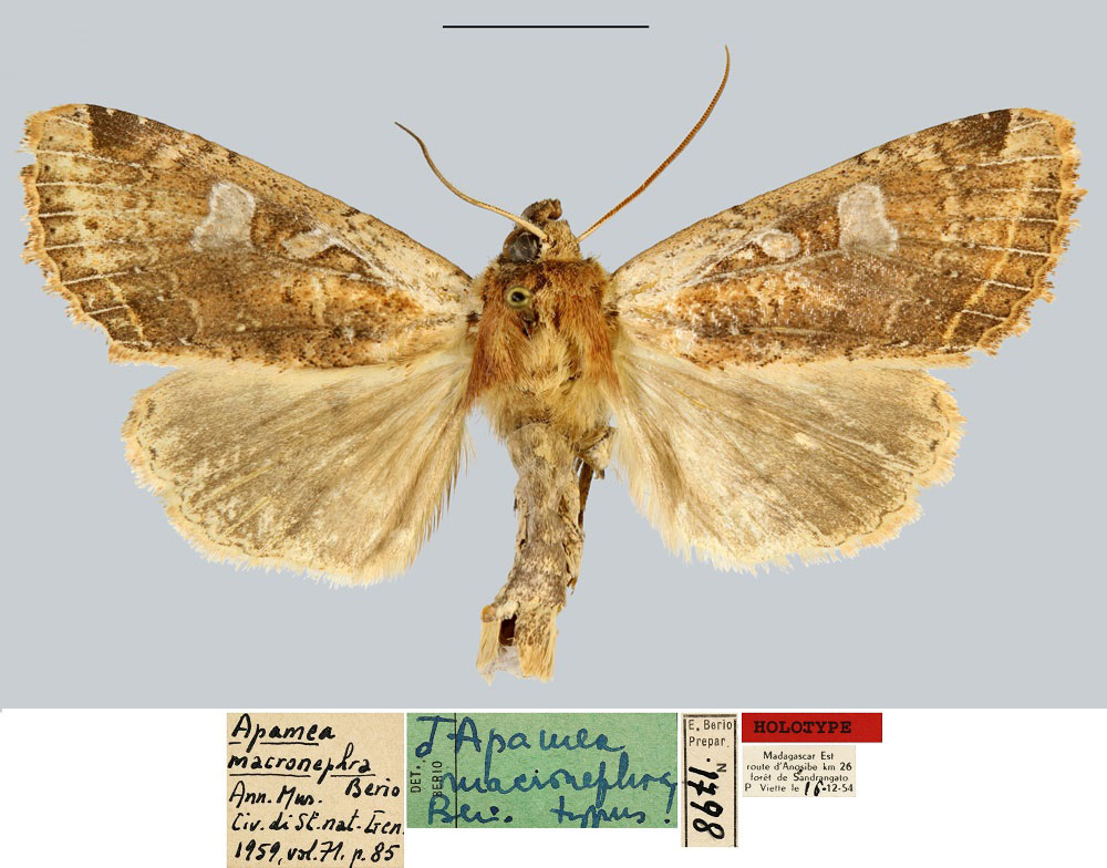 /filer/webapps/moths/media/images/M/macronephra_Apamea_HT_MNHN.jpg