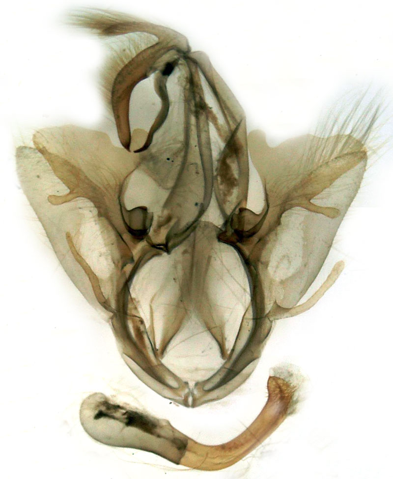 /filer/webapps/moths/media/images/M/macronephra_Ophisma_GMHT_Berio-1244.jpg