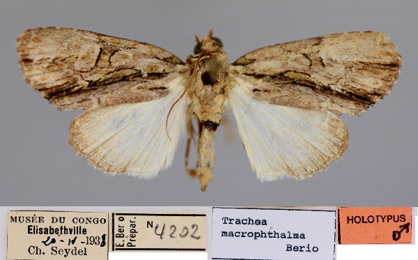 /filer/webapps/moths/media/images/M/macrophthalma_Trachea_HT_RMCA_01.jpg