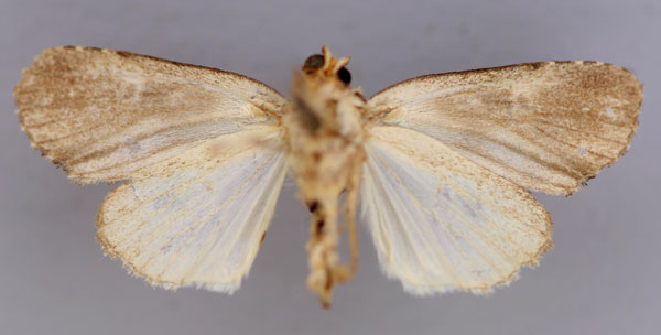 /filer/webapps/moths/media/images/M/macrophthalma_Trachea_HT_RMCA_02.jpg