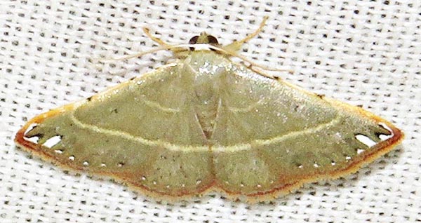 /filer/webapps/moths/media/images/M/macropolia_Corgatha_A_Braun_04.jpg