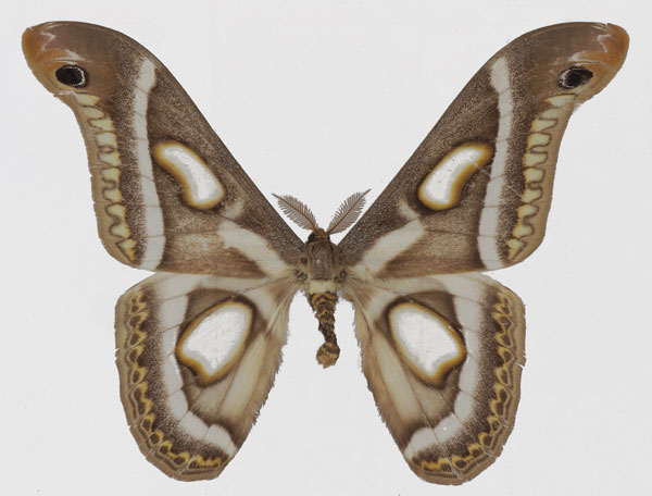 /filer/webapps/moths/media/images/M/macrops_Epiphora_AM_Basquin.jpg