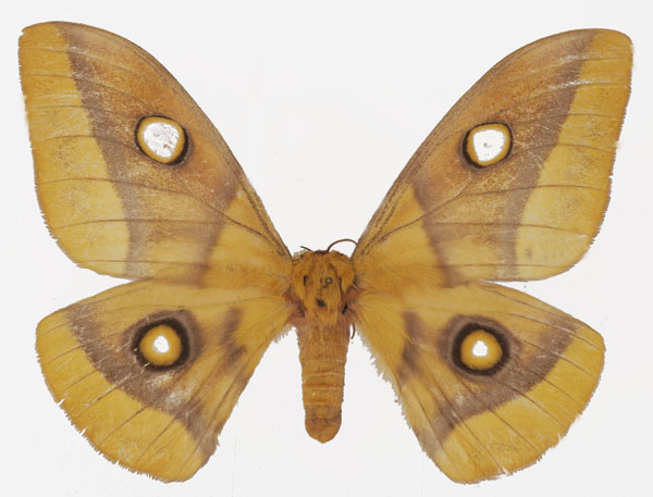 /filer/webapps/moths/media/images/M/macrops_Gonimbrasia_AF_Basquin.jpg