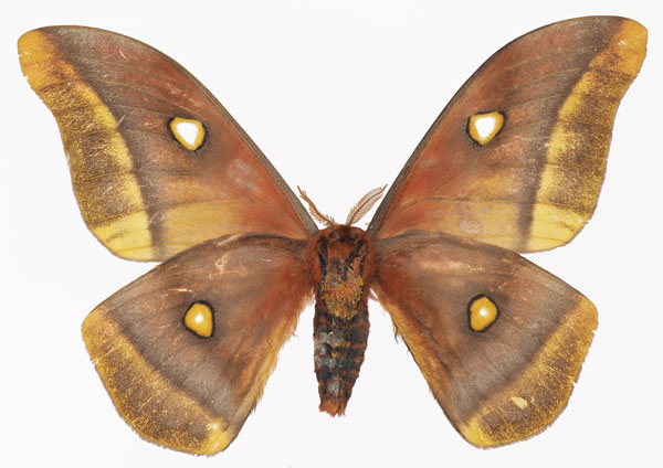 /filer/webapps/moths/media/images/M/macrops_Gonimbrasia_AM_Basquinb.jpg