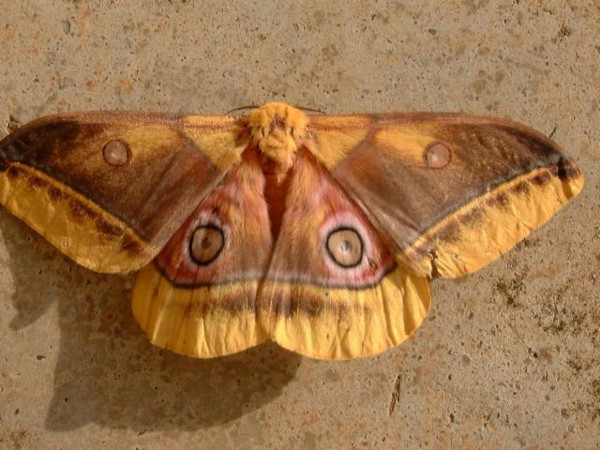 /filer/webapps/moths/media/images/M/macrops_Gonimbrasia_A_Hancock.jpg