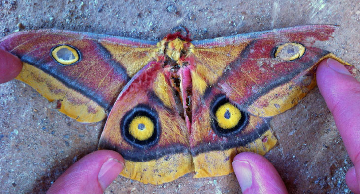 /filer/webapps/moths/media/images/M/macrops_Nudaurelia_A_Voaden_01.jpg