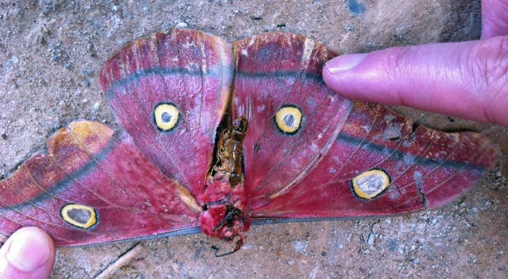 /filer/webapps/moths/media/images/M/macrops_Nudaurelia_A_Voaden_02.jpg
