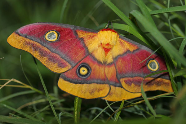 /filer/webapps/moths/media/images/M/macrops_Nudaurelia_A_Voaden_03.jpg