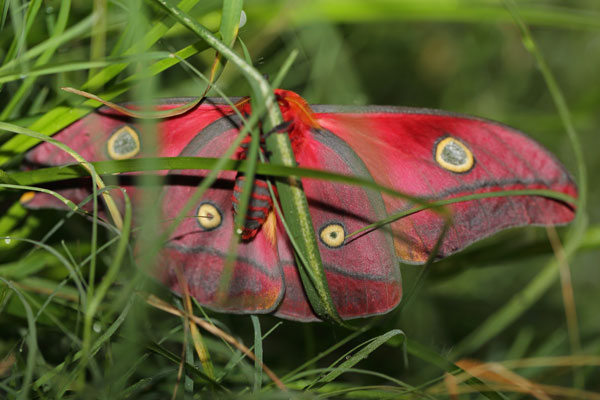 /filer/webapps/moths/media/images/M/macrops_Nudaurelia_A_Voaden_04.jpg