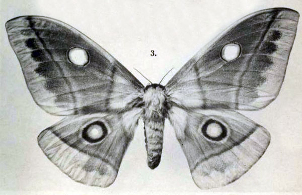 /filer/webapps/moths/media/images/M/macrops_Nudaurelia_STF_Rebel_1917b_5-3.jpg