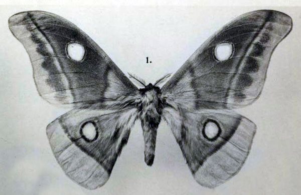 /filer/webapps/moths/media/images/M/macrops_Nudaurelia_STM_Rebel_1917b_5-1.jpg