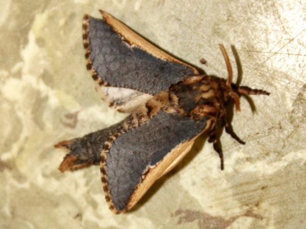 /filer/webapps/moths/media/images/M/macroptera_Teragra_A_Sydes_01.jpg