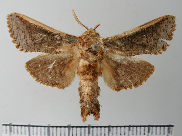 /filer/webapps/moths/media/images/M/macroptera_Teragra_HT_TMSA.jpg