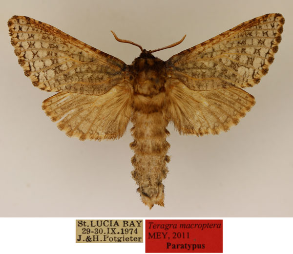 /filer/webapps/moths/media/images/M/macroptera_Teragra_PT_TMSA_01_Rg1L73N.jpg