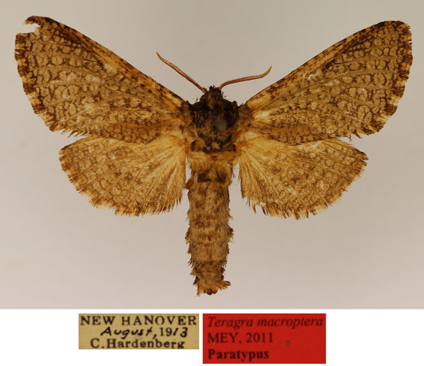 /filer/webapps/moths/media/images/M/macroptera_Teragra_PT_TMSA_02_zeDapEL.jpg