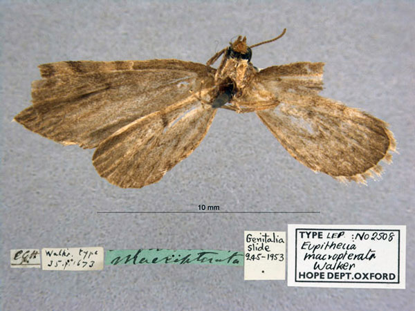 /filer/webapps/moths/media/images/M/macropterata_Eupithecia_HT_OUMNH_02.jpg