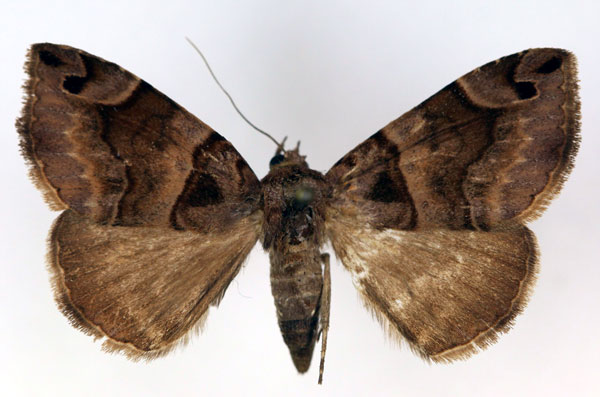 /filer/webapps/moths/media/images/M/macrorhyncha_Bastilla_AF_RMCA.jpg